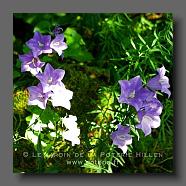 Campanula rapunculoides (le jardin de la poterie Hillen) www.poterie.fr